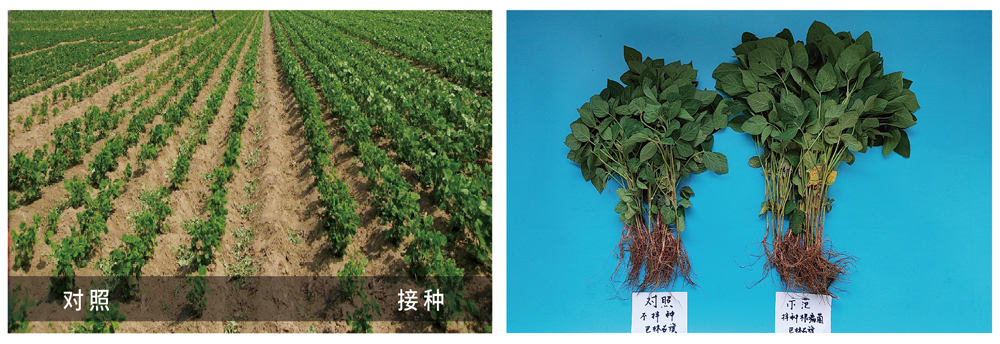 領(lǐng)先生物推進根瘤菌劑應(yīng)用助力大豆產(chǎn)能提升 領(lǐng)先生物推進根瘤菌劑應(yīng)用助力大豆產(chǎn)能提升