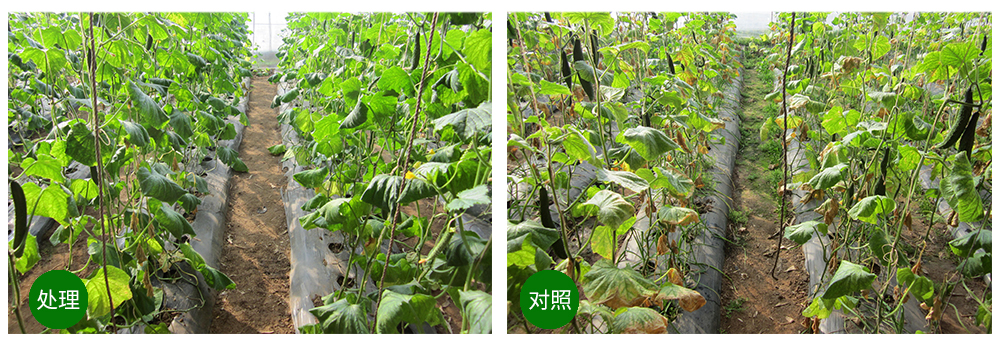 領(lǐng)先生物益根勁菌多糖解決黃瓜根結(jié)線蟲(chóng)問(wèn)題 領(lǐng)先生物益根勁菌多糖解決黃瓜根結(jié)線蟲(chóng)問(wèn)題