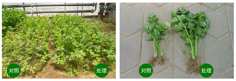 領先生物海葆素讓作物“吃”上深海新營養(yǎng) 領先生物海葆素讓作物“吃”上深海新營養(yǎng)