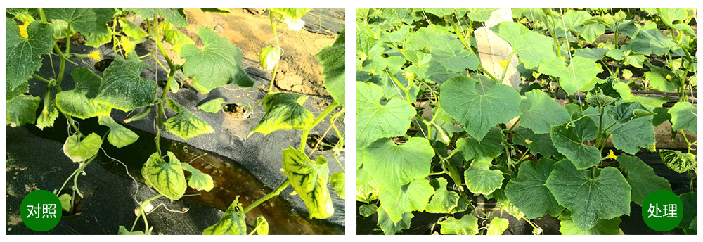 領先生物海葆素讓作物“吃”上深海新營養(yǎng) 領先生物海葆素讓作物“吃”上深海新營養(yǎng)