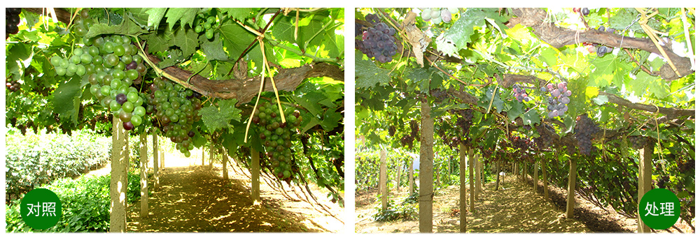 領(lǐng)先生物“海藻+氮磷鉀+腐植酸”讓果樹(shù)旺起來(lái) 領(lǐng)先生物“海藻+氮磷鉀+腐植酸”讓果樹(shù)旺起來(lái)